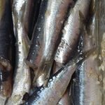 Sardinas 03