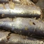 Sardinas 08