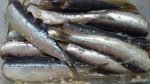 sardinas-03