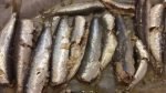 sardinas-ready